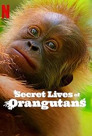 Secret Lives of Orangutans (2024)